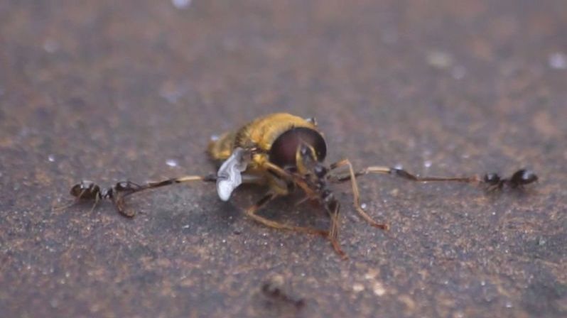 V brutální řeži si skupina mravenců poradila s pestřenkou